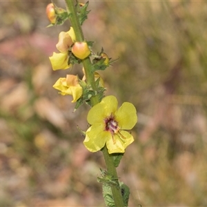 Verbascum sp. at Latham, ACT - 14 Nov 2025 by AlisonMilton