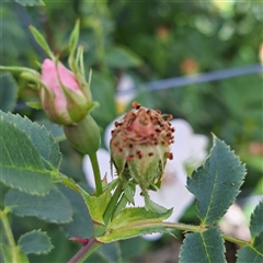 Rosa canina (Dog Rose) at Watson, ACT - 6 Nov 2025 by abread111