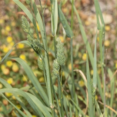 Dactylis glomerata (Cocksfoot) at Latham, ACT - 14 Nov 2025 by AlisonMilton