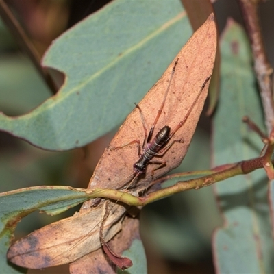 Torbia viridissima (Gum Leaf Katydid) at Latham, ACT - 14 Nov 2025 by AlisonMilton
