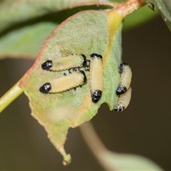 Paropsisterna cloelia (Eucalyptus variegated beetle) at Latham, ACT - 14 Nov 2025 by AlisonMilton