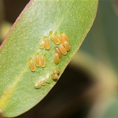 Paropsisterna cloelia (Eucalyptus variegated beetle) at Latham, ACT - 14 Nov 2025 by AlisonMilton