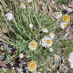 Leucochrysum albicans subsp. tricolor (Hoary Sunray) at Watson, ACT - 6 Nov 2025 by abread111