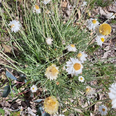 Leucochrysum albicans subsp. tricolor (Hoary Sunray) at Watson, ACT - 6 Nov 2025 by abread111