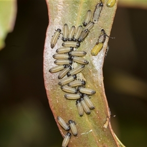 Paropsisterna cloelia (Eucalyptus variegated beetle) at Latham, ACT - 14 Nov 2025 by AlisonMilton