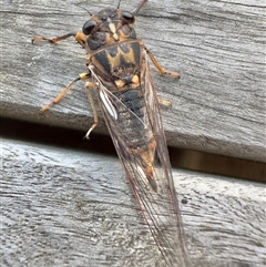 Yoyetta hunterorum (Sydney Treetop Ticker) at Pebbly Beach, NSW - 9 Nov 2025 by Pirom
