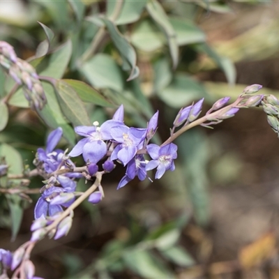 Veronica perfoliata (Digger's Speedwell) at Latham, ACT - 14 Nov 2025 by AlisonMilton