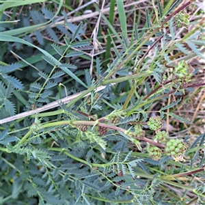 Sanguisorba minor (Salad Burnet, Sheep's Burnet) at Watson, ACT - 6 Nov 2025 by abread111