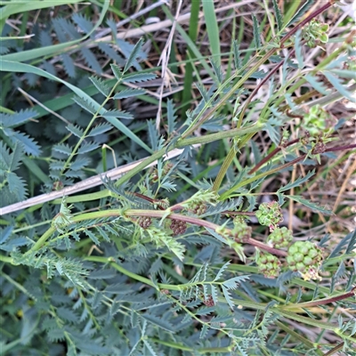Sanguisorba minor (Salad Burnet, Sheep's Burnet) at Watson, ACT - 6 Nov 2025 by abread111