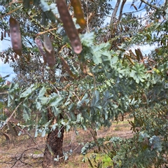 Acacia baileyana (Cootamundra Wattle, Golden Mimosa) at Watson, ACT - 6 Nov 2025 by abread111