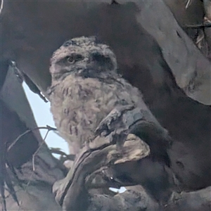 Podargus strigoides (Tawny Frogmouth) at Kambah, ACT - 15 Nov 2025 by HelenCross