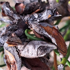 Hakea microcarpa (Small-fruit Hakea) at Watson, ACT - 6 Nov 2025 by abread111