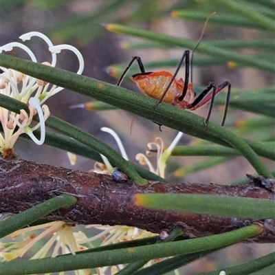 Gminatus australis (Orange assassin bug) at Watson, ACT - 6 Nov 2025 by abread111