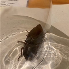 Unverified Click beetle (Elateridae) at Bendick Murrell, NSW - 15 Nov 2025 by BCTbluebucket