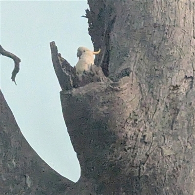 Cacatua galerita (Sulphur-crested Cockatoo) at Kambah, ACT - 15 Nov 2025 by HelenCross