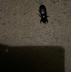 Unverified Other beetle at Bendick Murrell, NSW - 15 Nov 2025 by BCTbluebucket