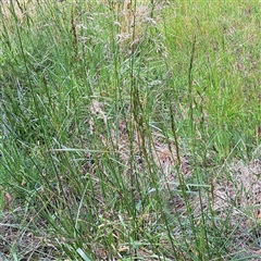 Lolium arundinaceum (Tall Fescue) at Watson, ACT - 6 Nov 2025 by abread111
