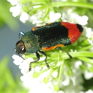 Castiarina kerremansi (A jewel beetle) at Fyshwick, ACT - 15 Nov 2025 by Harrisi