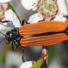 Castiarina nasuta (A jewel beetle) at Denman Prospect, ACT - 15 Nov 2025 by Harrisi