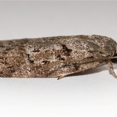 Philobota philostaura (A Concealer moth (Philobota group)) at Lawson, ACT - 15 Nov 2025 by TimL