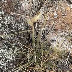 Rytidosperma (genus) (Wallaby Grass) at Denman Prospect, ACT - 15 Nov 2025 by Jennybach