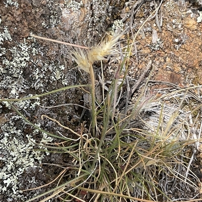 Rytidosperma (genus) (Wallaby Grass) at Denman Prospect, ACT - 15 Nov 2025 by Jennybach