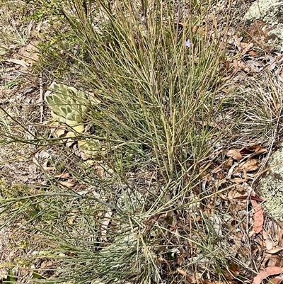 Exocarpos strictus (Dwarf Cherry) at Denman Prospect, ACT - 15 Nov 2025 by Jennybach