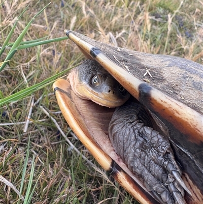 Chelodina longicollis (Eastern Long-necked Turtle) at Aranda, ACT - 15 Nov 2025 by LeahColebrook