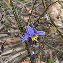 Dianella revoluta (Black-Anther Flax Lily) at Denman Prospect, ACT - 15 Nov 2025 by Jennybach