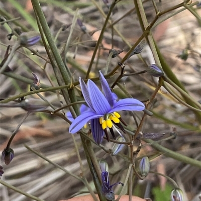 Dianella revoluta (Black-Anther Flax Lily) at Denman Prospect, ACT - 15 Nov 2025 by Jennybach