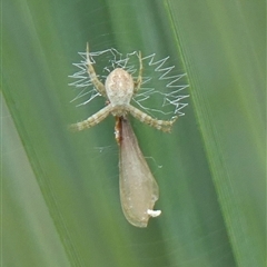 Argiope (genus) at Braemar, NSW - 13 Nov 2025 by Curiosity