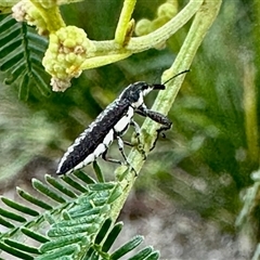 Rhinotia sp. (genus) (Unidentified Rhinotia weevil) at Aranda, ACT - 15 Nov 2025 by KMcCue