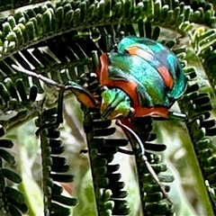 Scutiphora pedicellata (Metallic Jewel Bug) at Aranda, ACT - 15 Nov 2025 by KMcCue