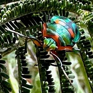 Scutiphora pedicellata (Metallic Jewel Bug) at Aranda, ACT - Yesterday by KMcCue
