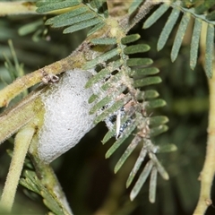 Cercopidae (family) (Unidentified spittlebug or froghopper) at Macgregor, ACT - 14 Nov 2025 by AlisonMilton