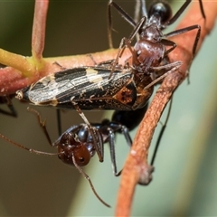 Eurymeloides adspersa (Gumtree hopper) at Higgins, ACT - 14 Nov 2025 by AlisonMilton