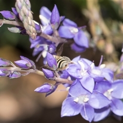 Villa sp. (genus) at Latham, ACT - 14 Nov 2025 by AlisonMilton
