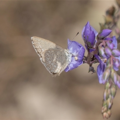 Zizina otis (Common Grass-Blue) at Latham, ACT - 14 Nov 2025 by AlisonMilton