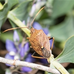 Poecilometis strigatus (Gum Tree Shield Bug) at Latham, ACT - 14 Nov 2025 by AlisonMilton