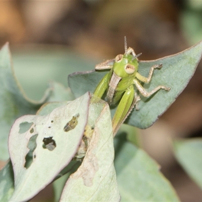 Praxibulus sp. (genus) (A grasshopper) at Latham, ACT - 14 Nov 2025 by AlisonMilton