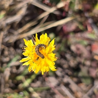 Unverified Insect at Isaacs, ACT - 16 Nov 2025 by Mike