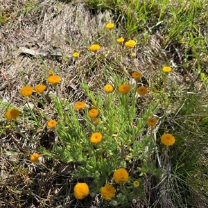 Leptorhynchos squamatus at Isaacs, ACT - Today by Mike