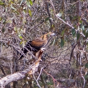 Aquila audax (Wedge-tailed Eagle) at Isaacs, ACT - 16 Nov 2025 by Mike