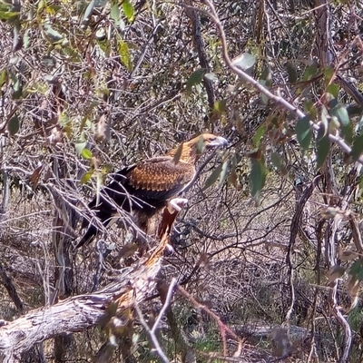 Aquila audax (Wedge-tailed Eagle) at Isaacs, ACT - 16 Nov 2025 by Mike