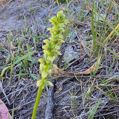 Microtis (genus) at Isaacs, ACT - Today by Mike