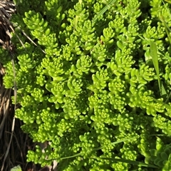Sedum sp. (A Stonecrop) at Fadden, ACT - 16 Nov 2025 by Mike