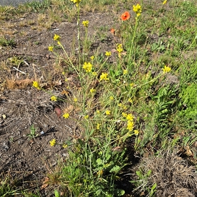 Hirschfeldia incana (Buchan Weed) at Fadden, ACT - 16 Nov 2025 by Mike