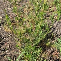 Lepidium africanum (Common Peppercress) at Fadden, ACT - 16 Nov 2025 by Mike