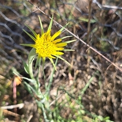 Tragopogon dubius (Goatsbeard) at Fadden, ACT - 16 Nov 2025 by Mike