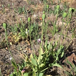 Papaver somniferum subsp. setigerum at Fadden, ACT - Today by Mike